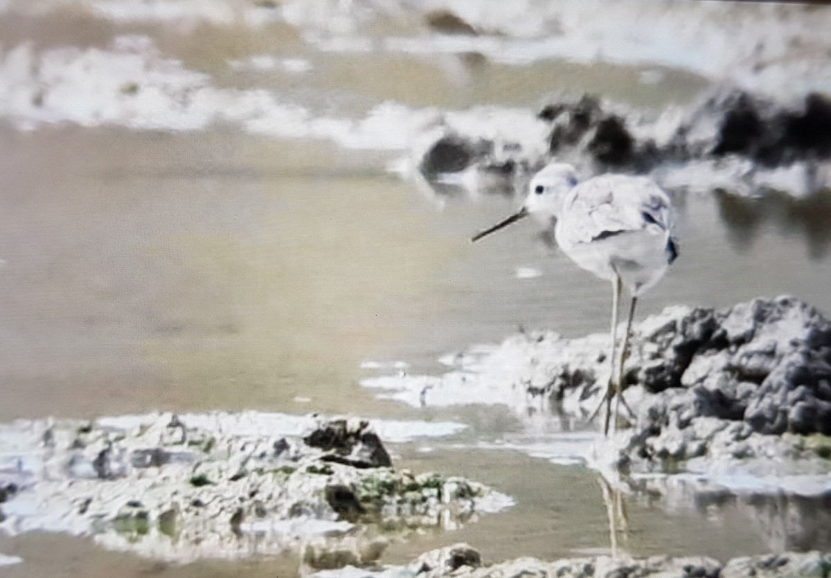 Marsh Sandpiper - ML547469451