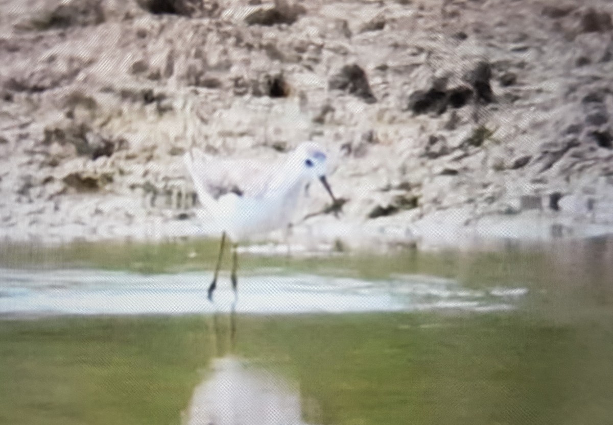 Marsh Sandpiper - ML547469461