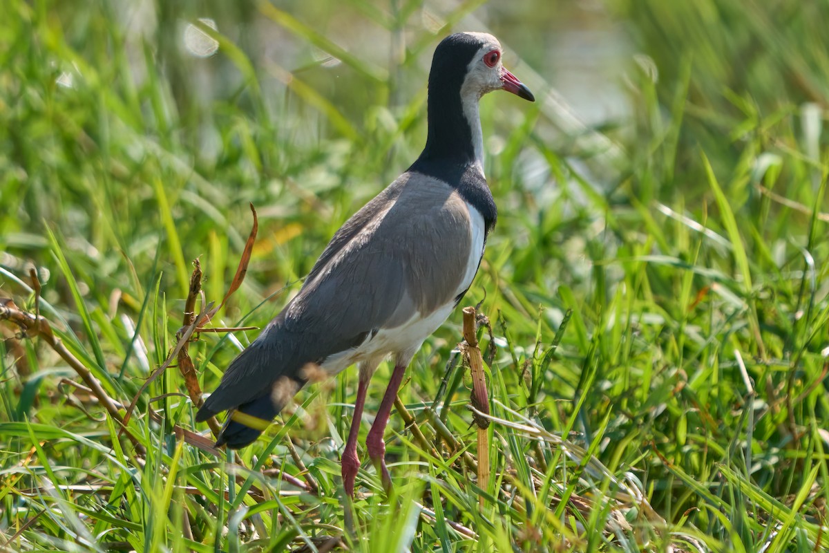 Long-toed Lapwing - Hunter Book