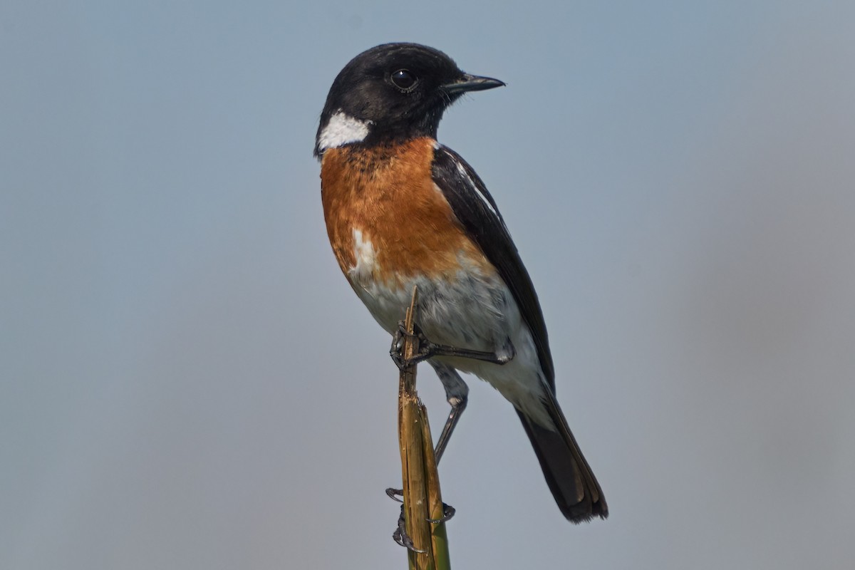 ニシノビタキ（torquatus グループ） - ML547469831