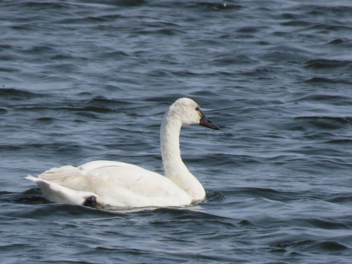 Tundra Swan - ML547470461