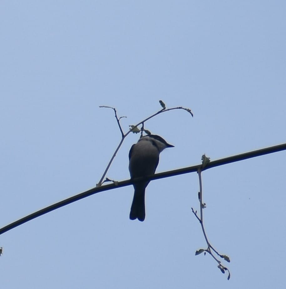 Bar-winged Flycatcher-shrike - ML547471281