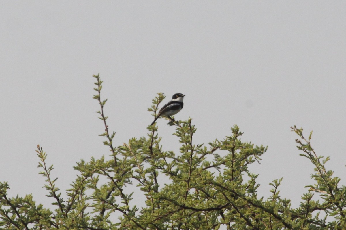 Chinspot Batis - Ken McKenna