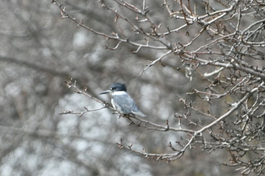 Belted Kingfisher - ML547473931