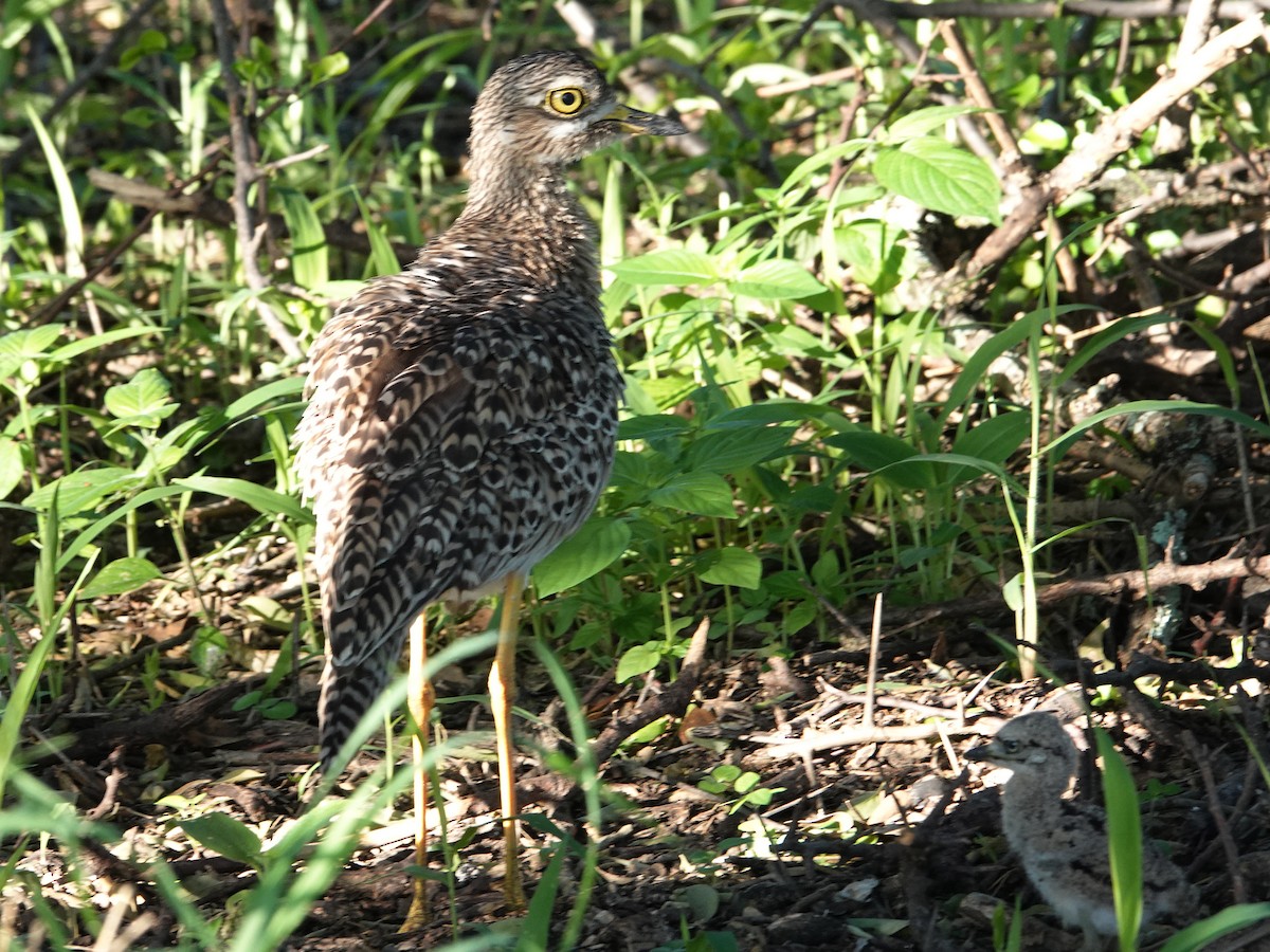 Spotted Thick-knee - ML547475891