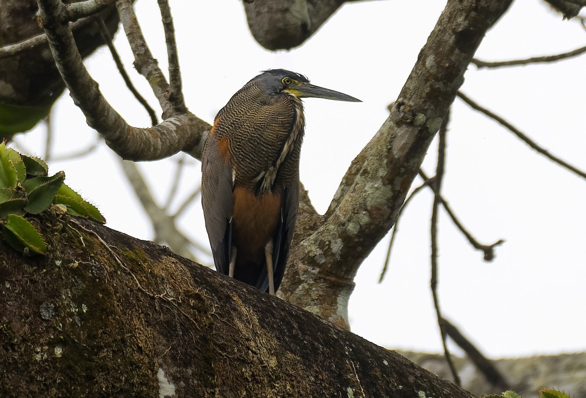 Bare-throated Tiger-Heron - ML547476161