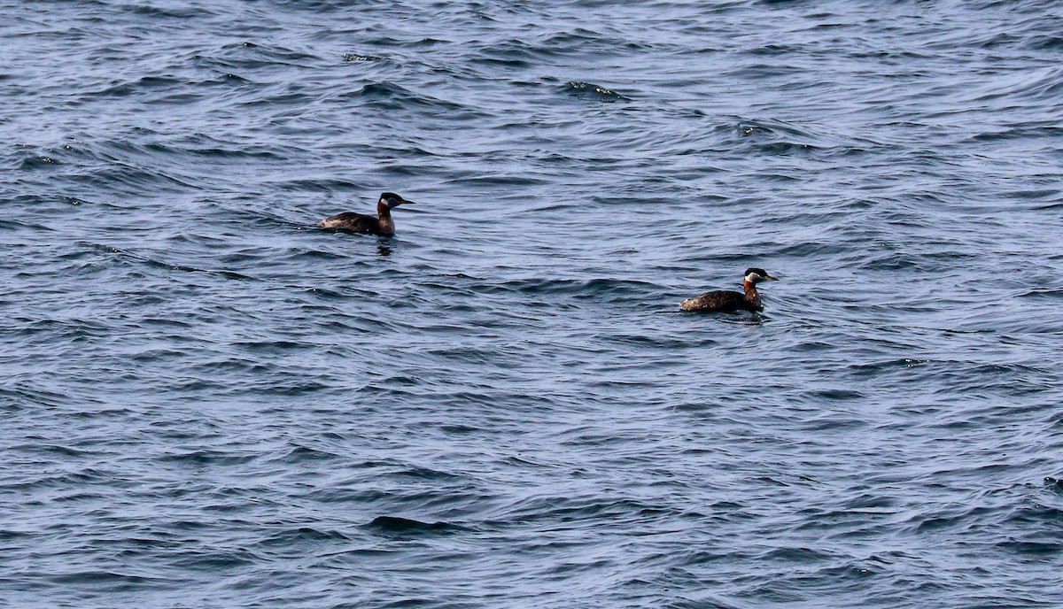 Red-necked Grebe - ML547476301