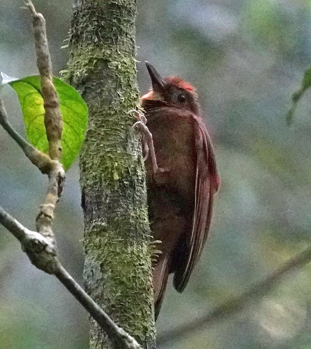 Ruddy Woodcreeper - bo nelson