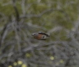 Western Bluebird - ML547477661