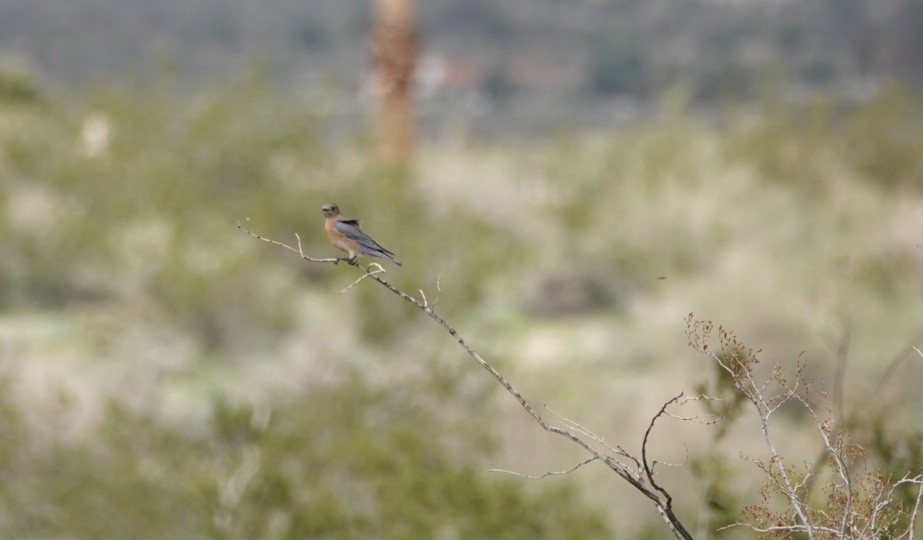 Western Bluebird - ML547477671