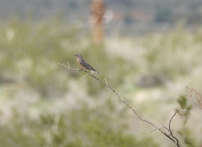 Western Bluebird - ML547477681