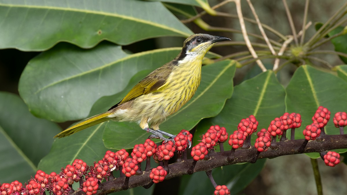 Varied Honeyeater - David Newell