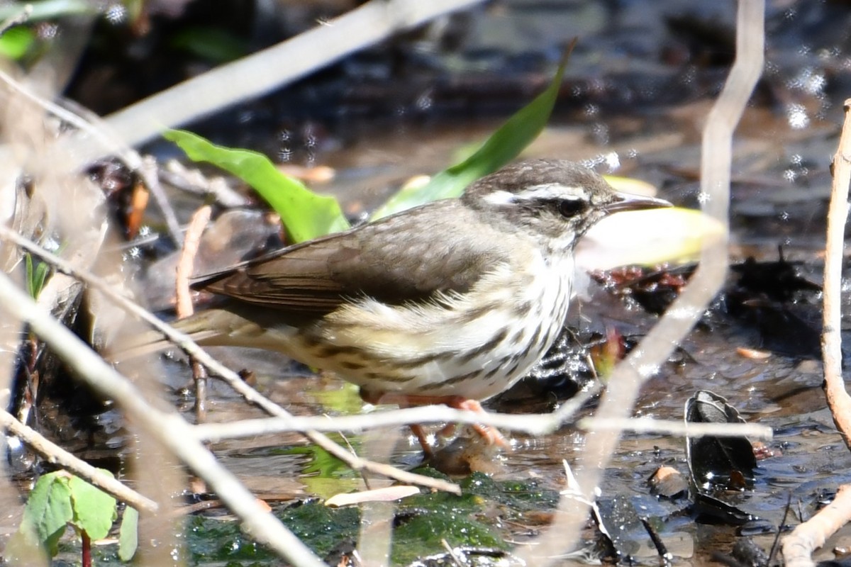 Louisiana Waterthrush - ML547479001