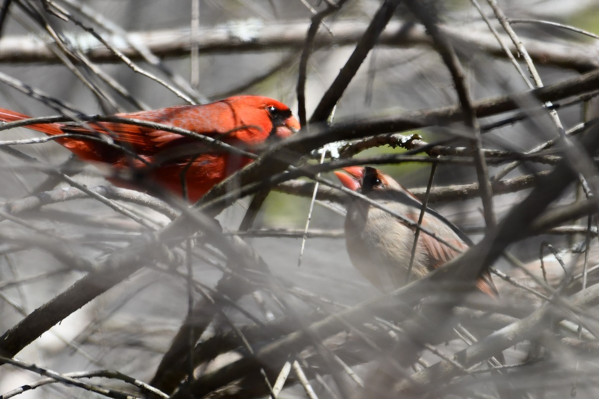 Northern Cardinal - ML547479081