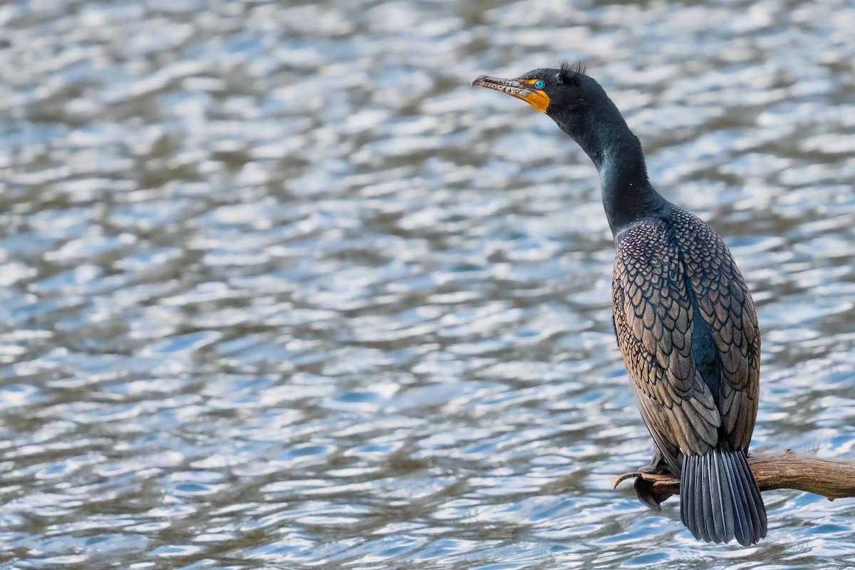 Double-crested Cormorant - ML547479181