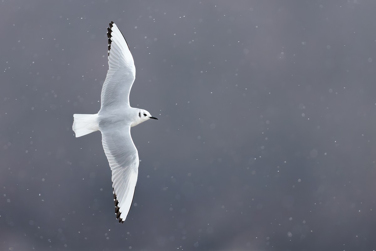 Bonaparte's Gull - ML547482151