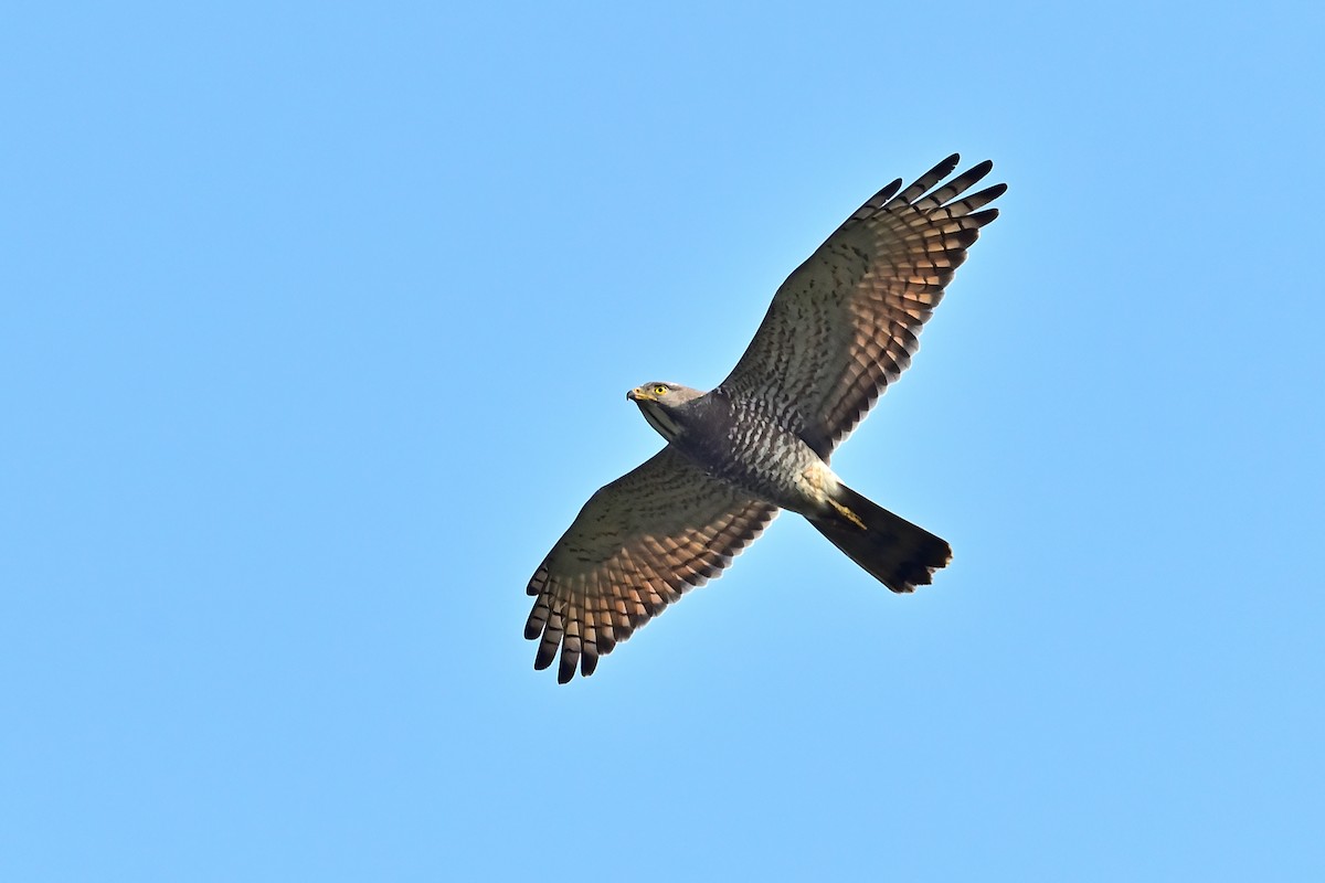 Gray-faced Buzzard - ML547482291