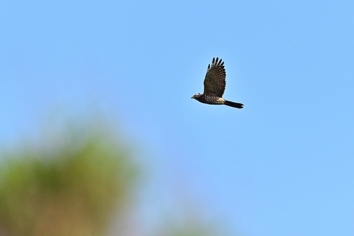 Gray-faced Buzzard - Weber Tsai