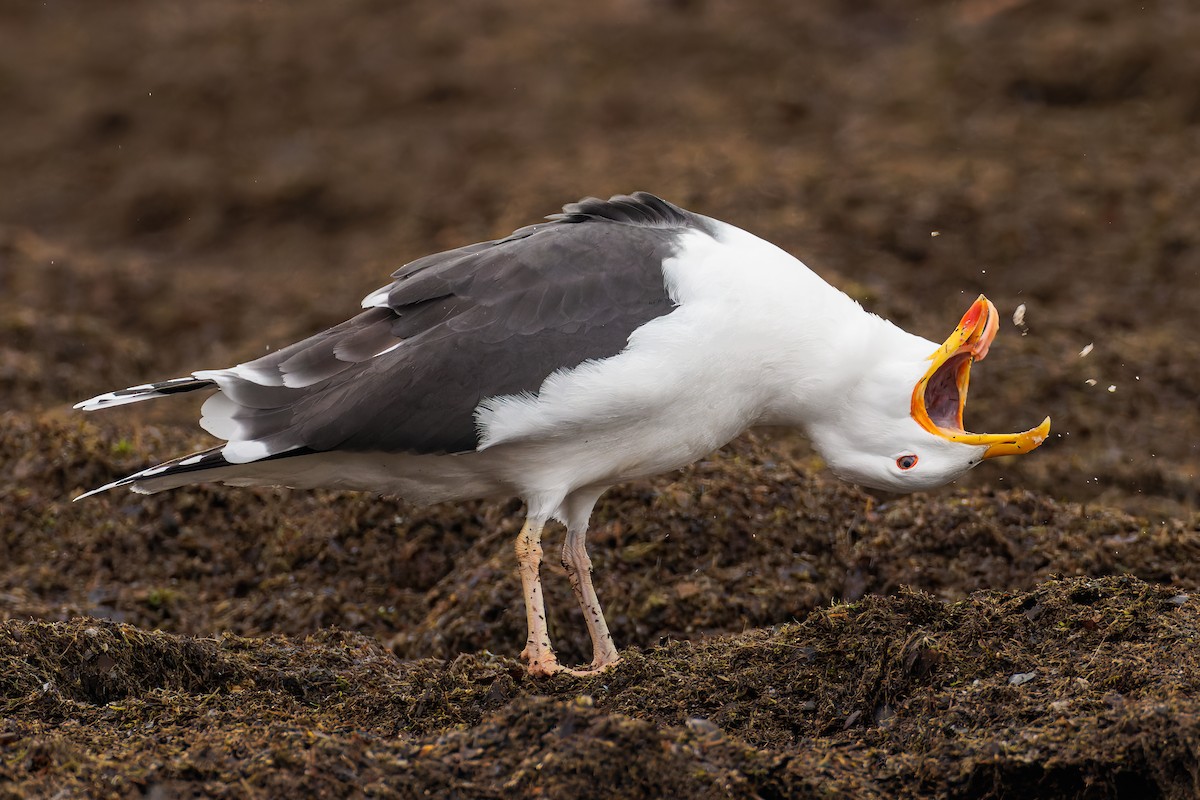 Great Black-backed Gull - ML547482501