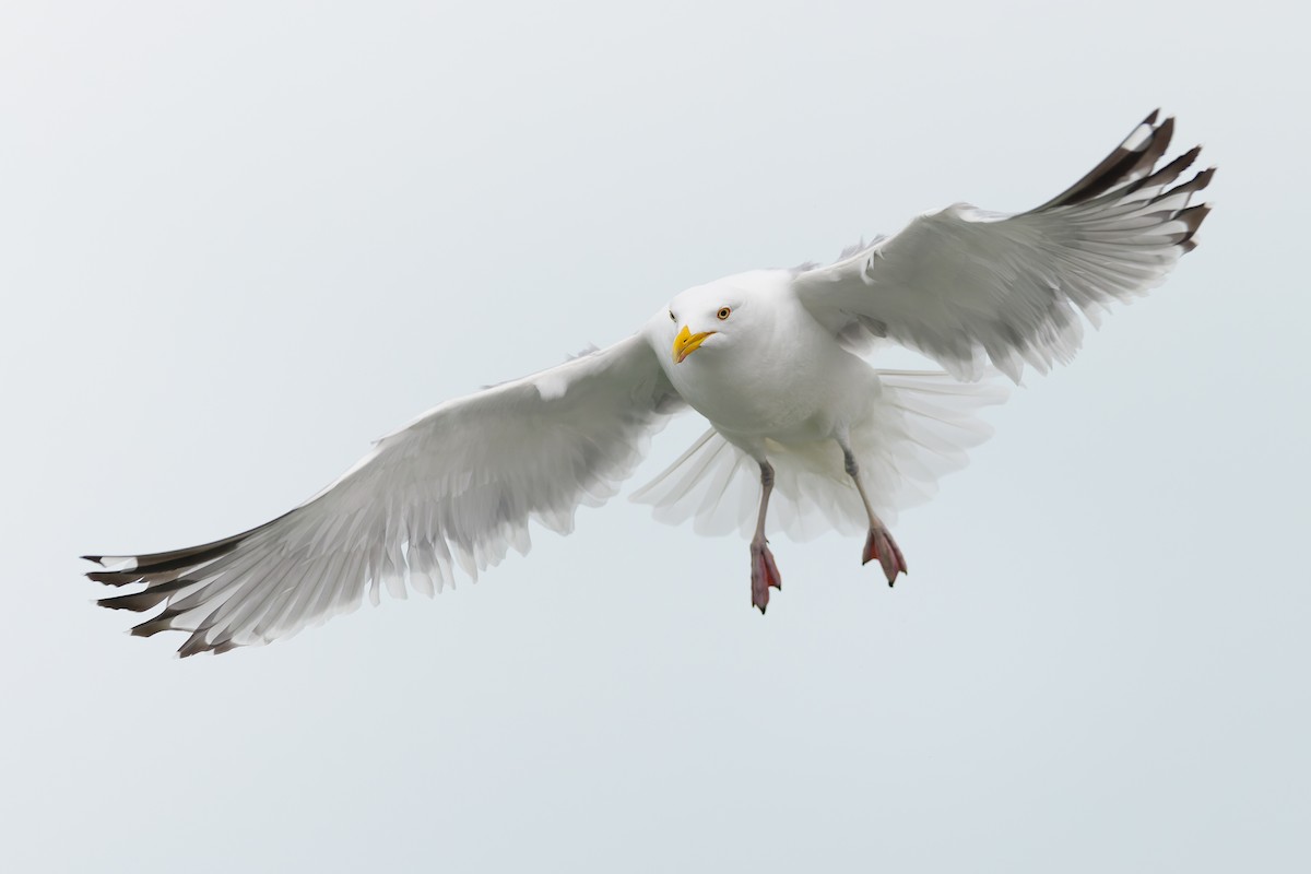American Herring Gull - ML547482541