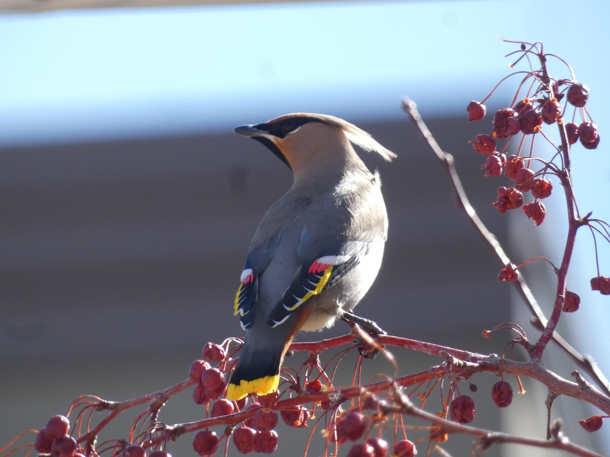 Bohemian Waxwing - ML547483731