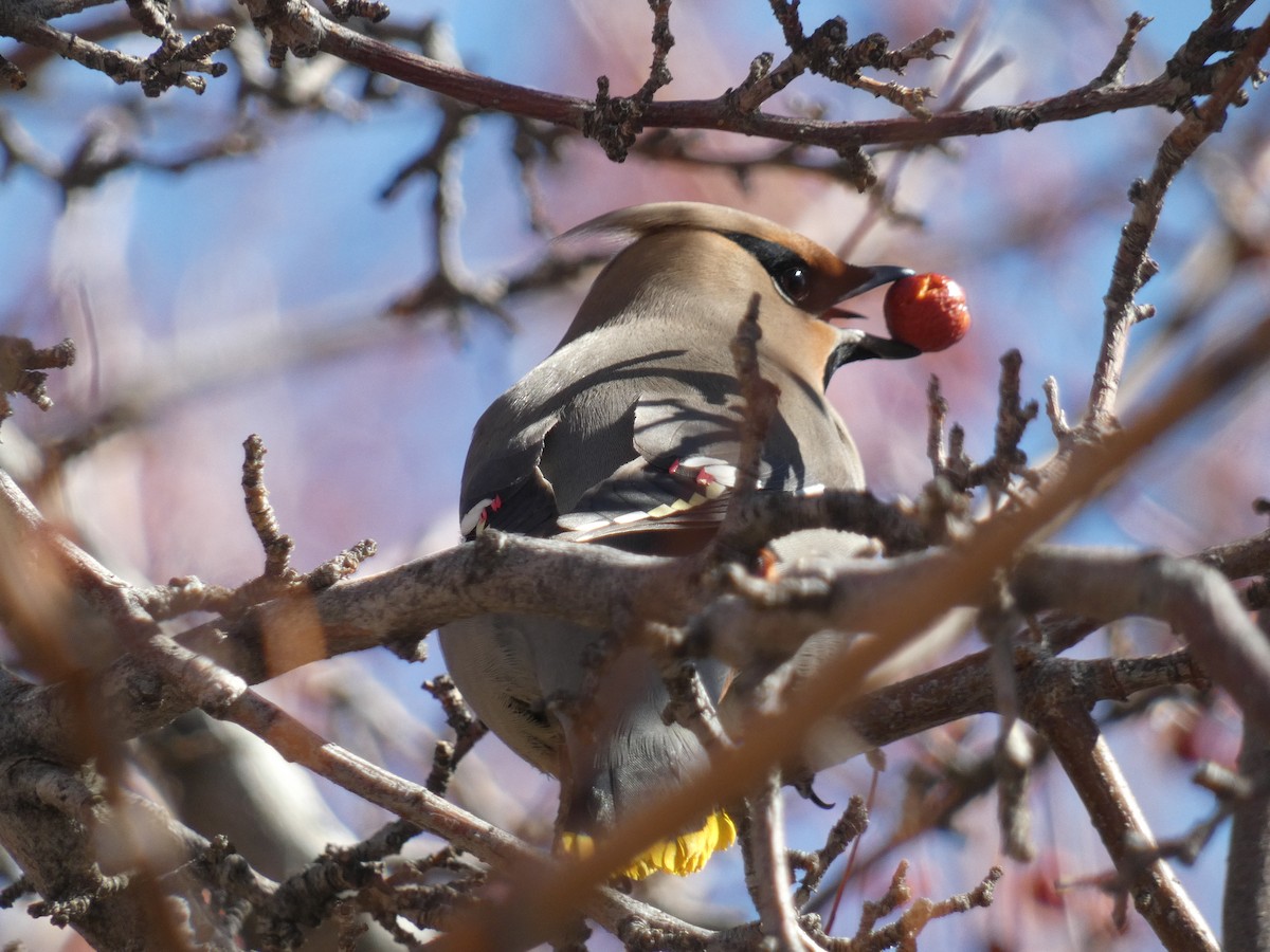 Bohemian Waxwing - ML547483741