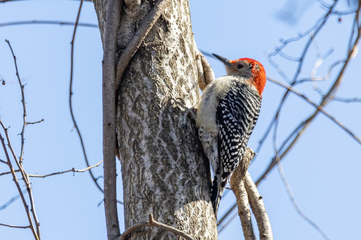 Red-bellied Woodpecker - ML547483961