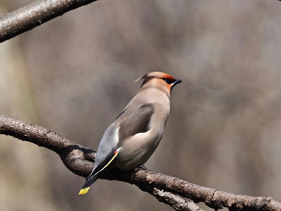 Bohemian Waxwing - ML547484221