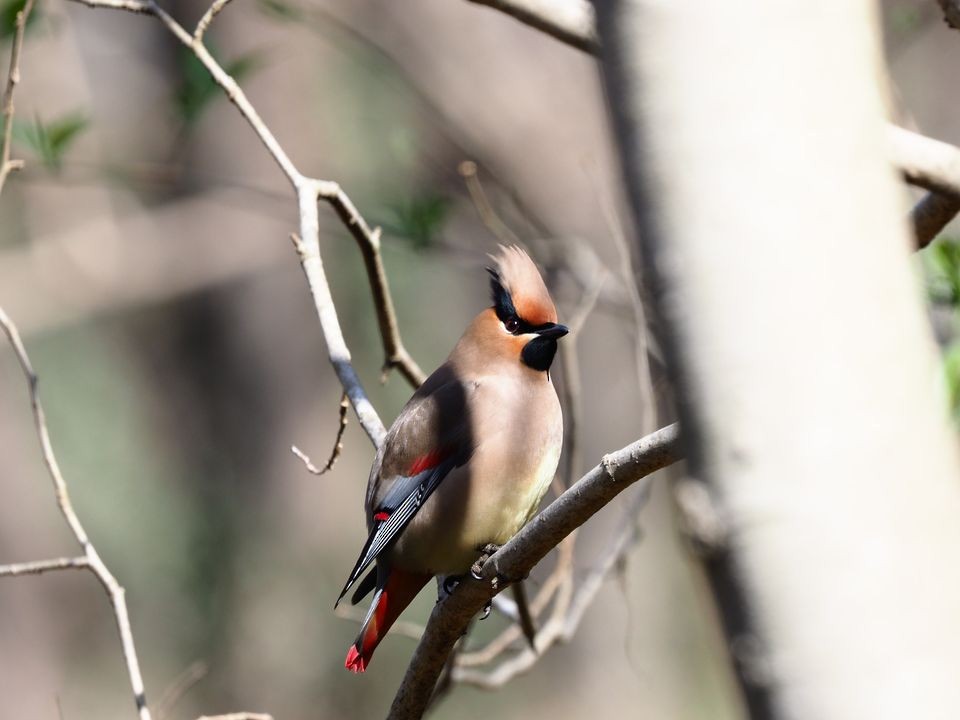 Japanese Waxwing - Koji ICHIYAMA