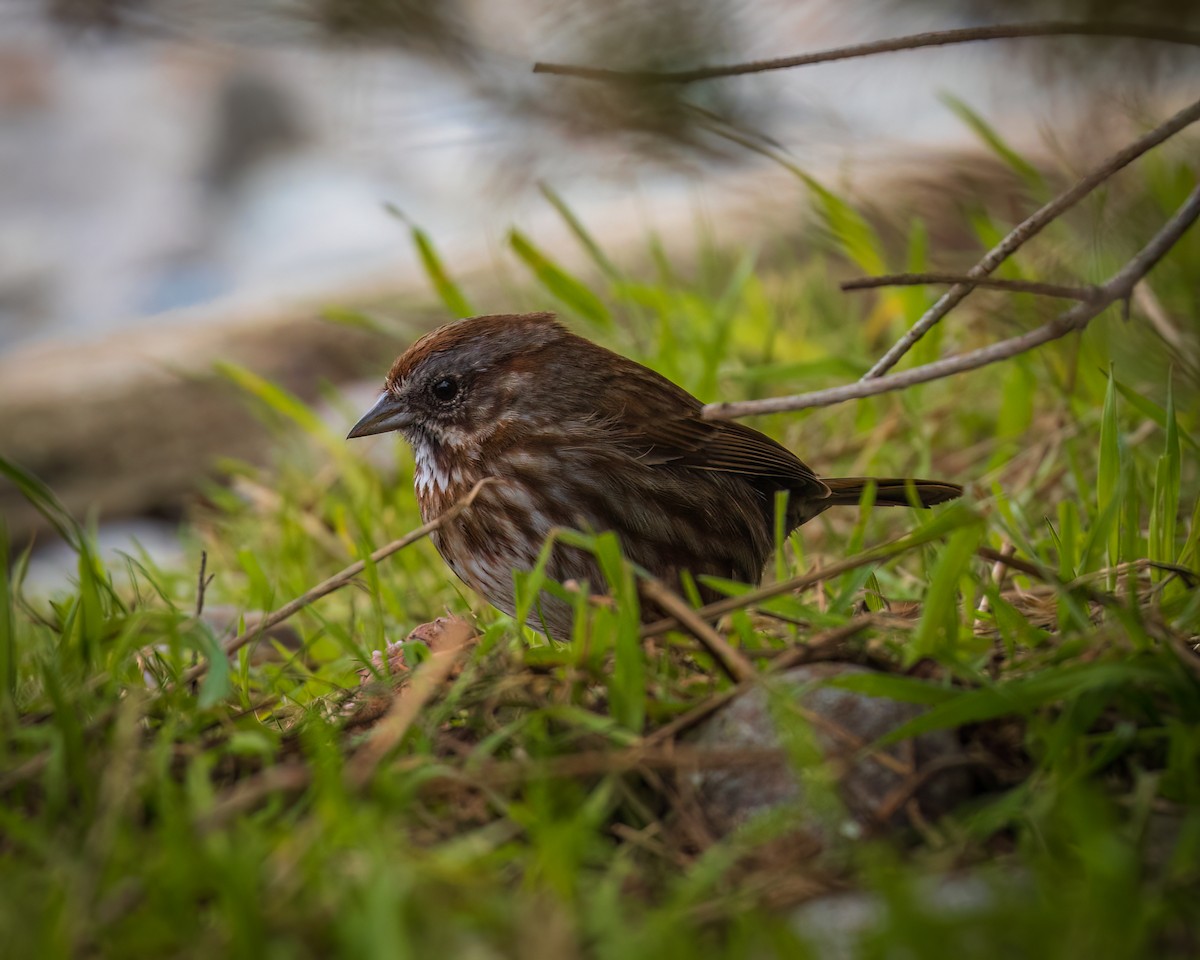 Song Sparrow - ML547487591