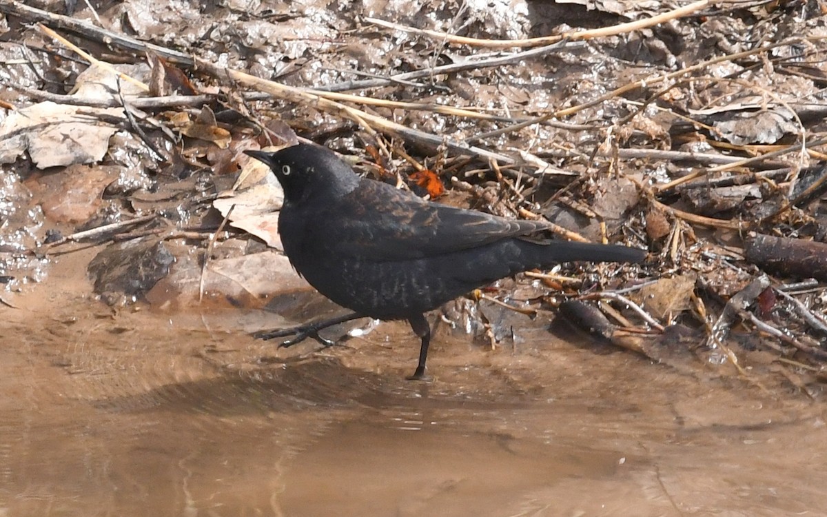 Rusty Blackbird - Nancy Hetrick