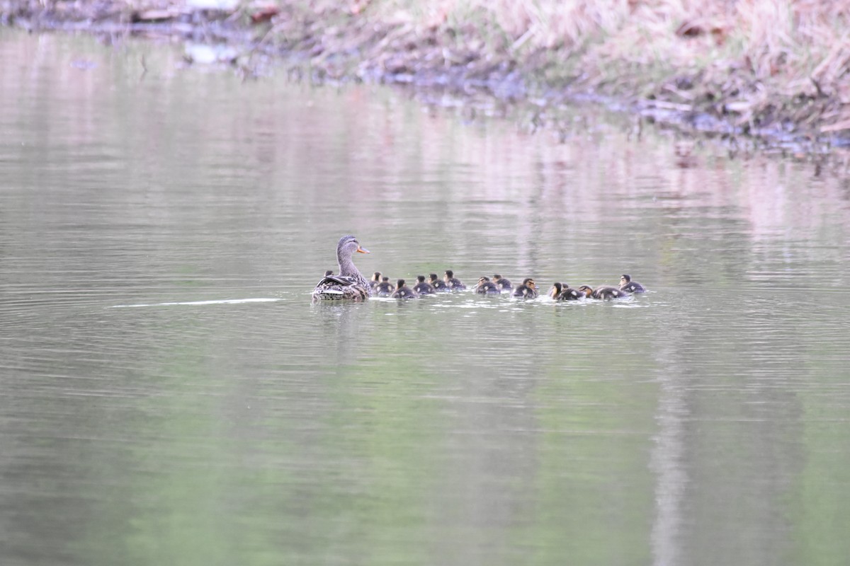 Canard colvert - ML54748891