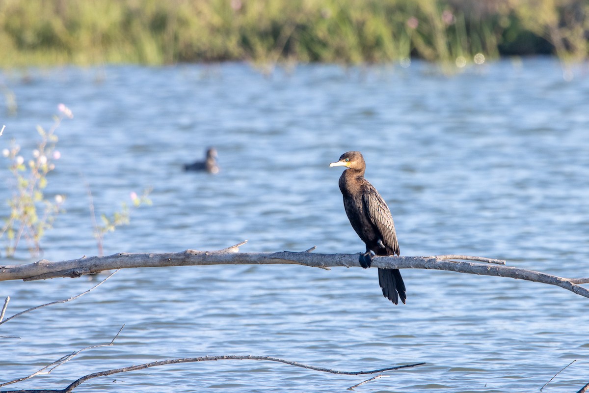 Cormoran vigua - ML547489451