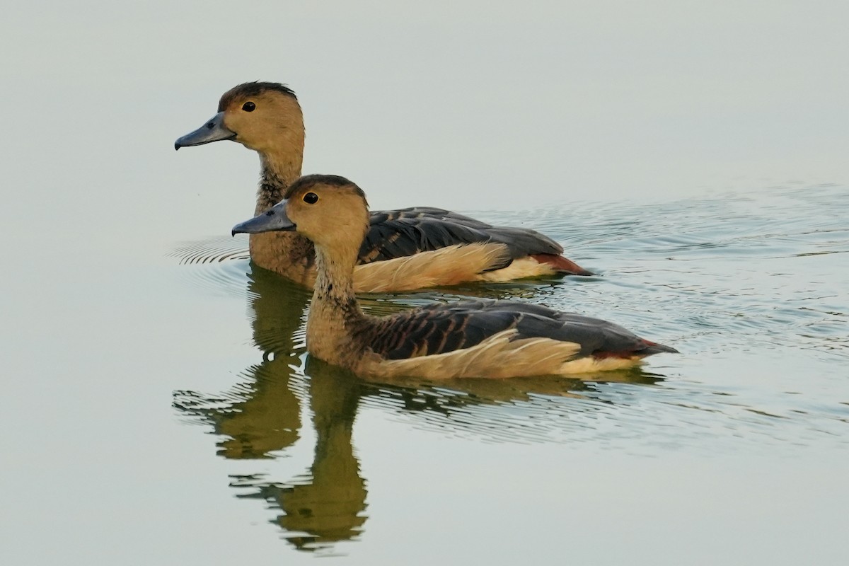 Lesser Whistling-Duck - Praveen Chavan