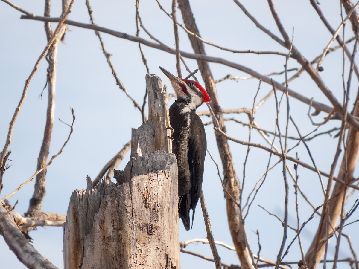 Pileated Woodpecker - ML547491421