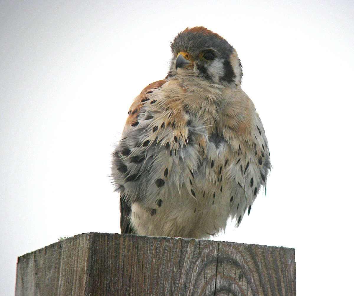 American Kestrel - ML547494311