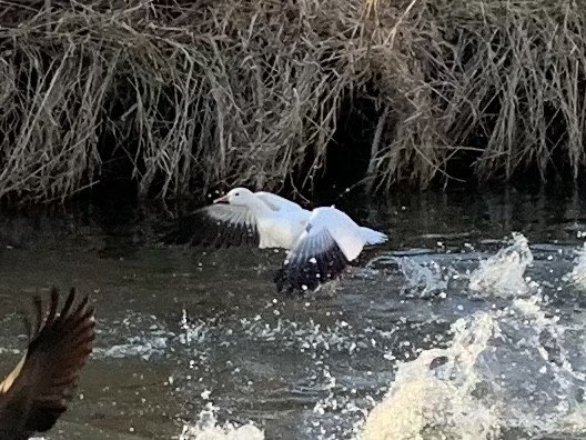 Snow Goose - ML547494961