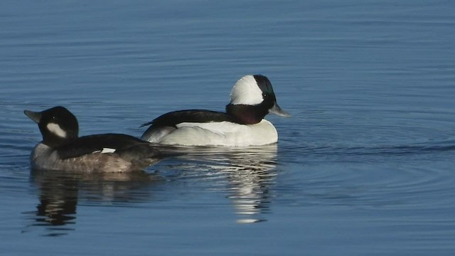 Bufflehead - ML547494991