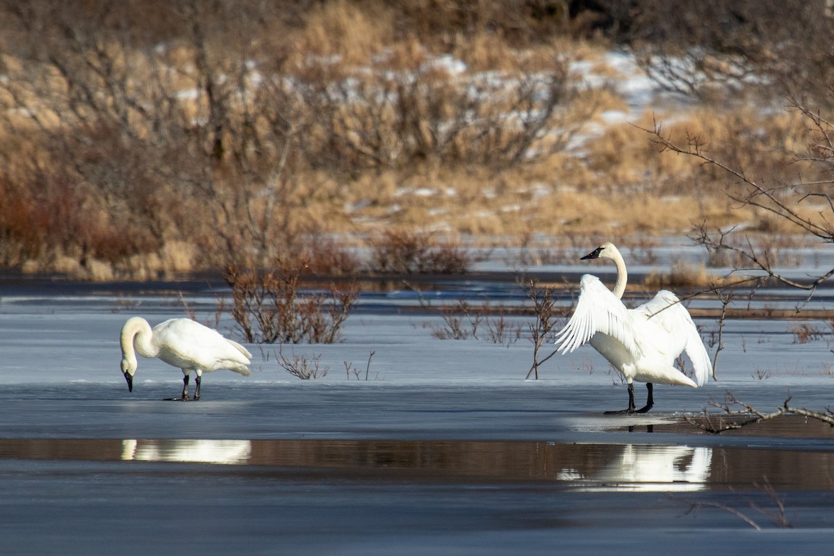 Trumpeter Swan - ML547495551