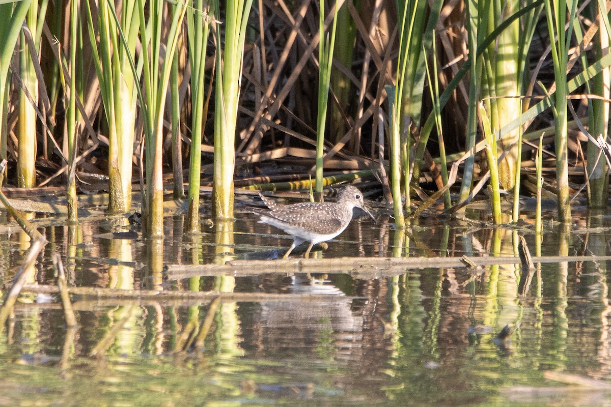 Solitary Sandpiper - ML547495741