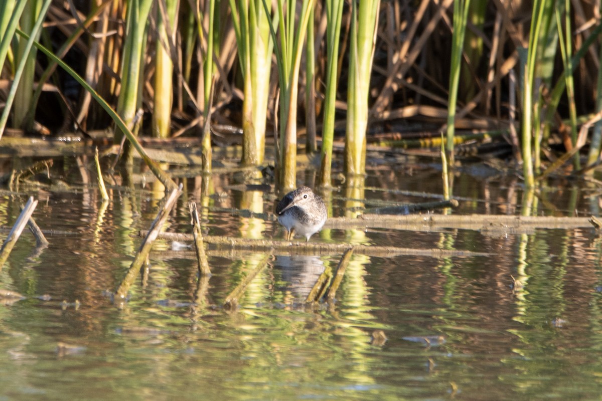 Solitary Sandpiper - ML547495781