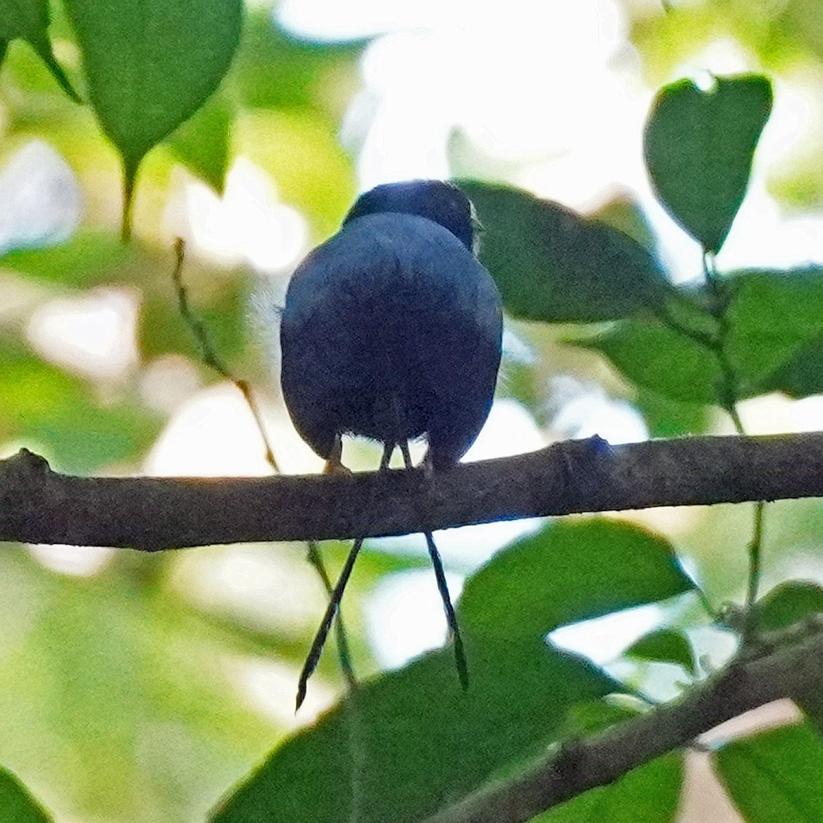 Long-tailed Manakin - ML547497281