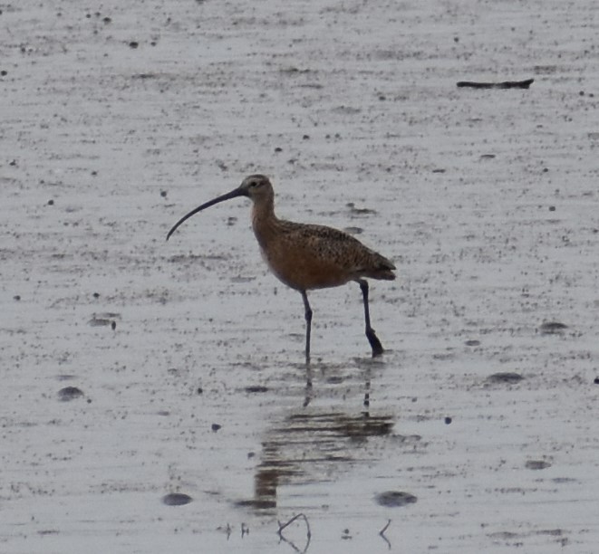 Long-billed Curlew - ML547497581