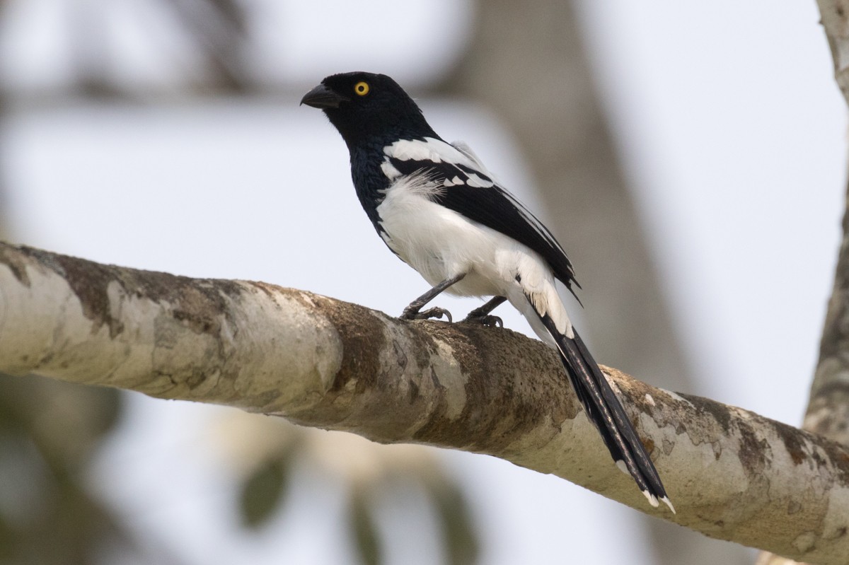 Magpie Tanager - ML547498611