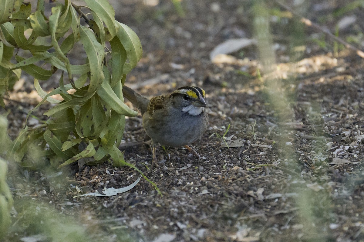 White-throated Sparrow - ML547501721