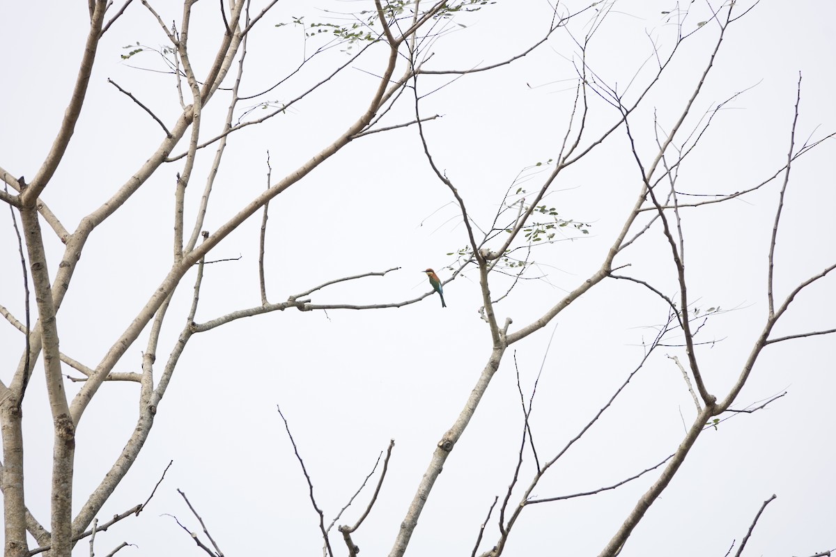 Chestnut-headed Bee-eater - S Rama Chandran