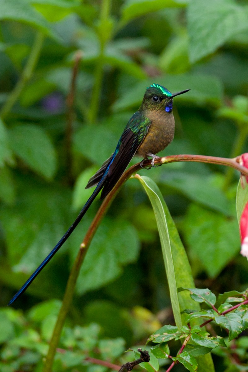 Violet-tailed Sylph - ML547503801