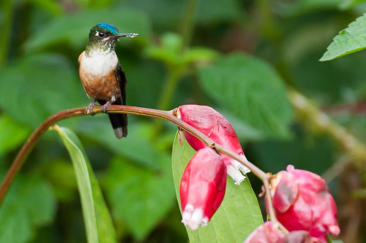 Violet-tailed Sylph - Robert Lewis