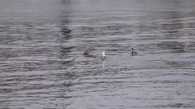 Western x Clark's Grebe (hybrid) - ML547504111