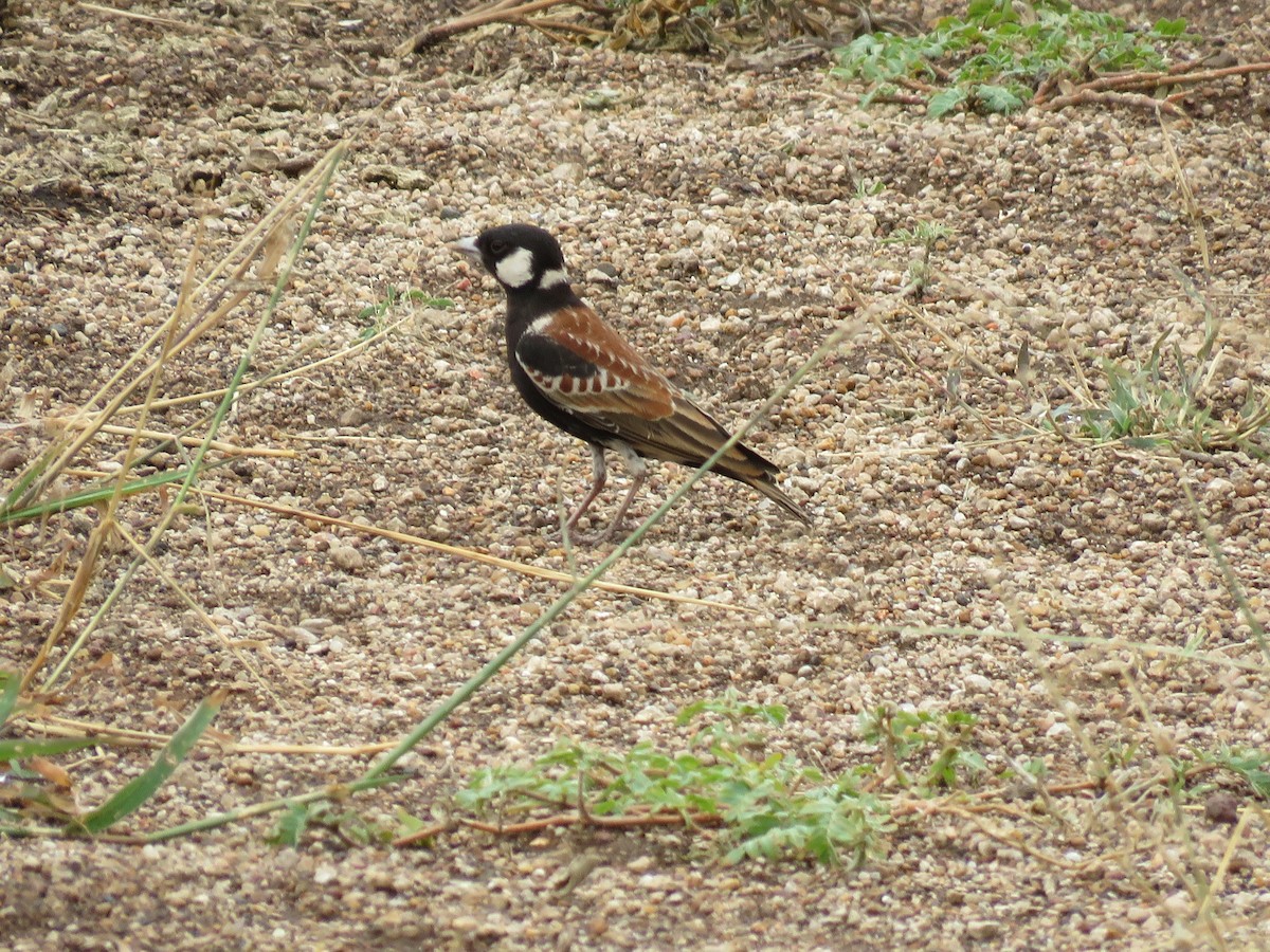 Chestnut-backed Sparrow-Lark - ML547505021